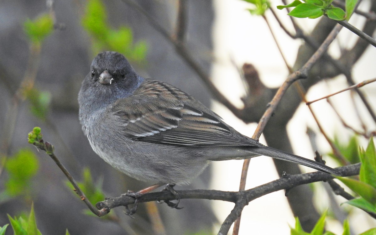 Dark-eyed Junco x White-throated Sparrow (hybrid) - ML617738733