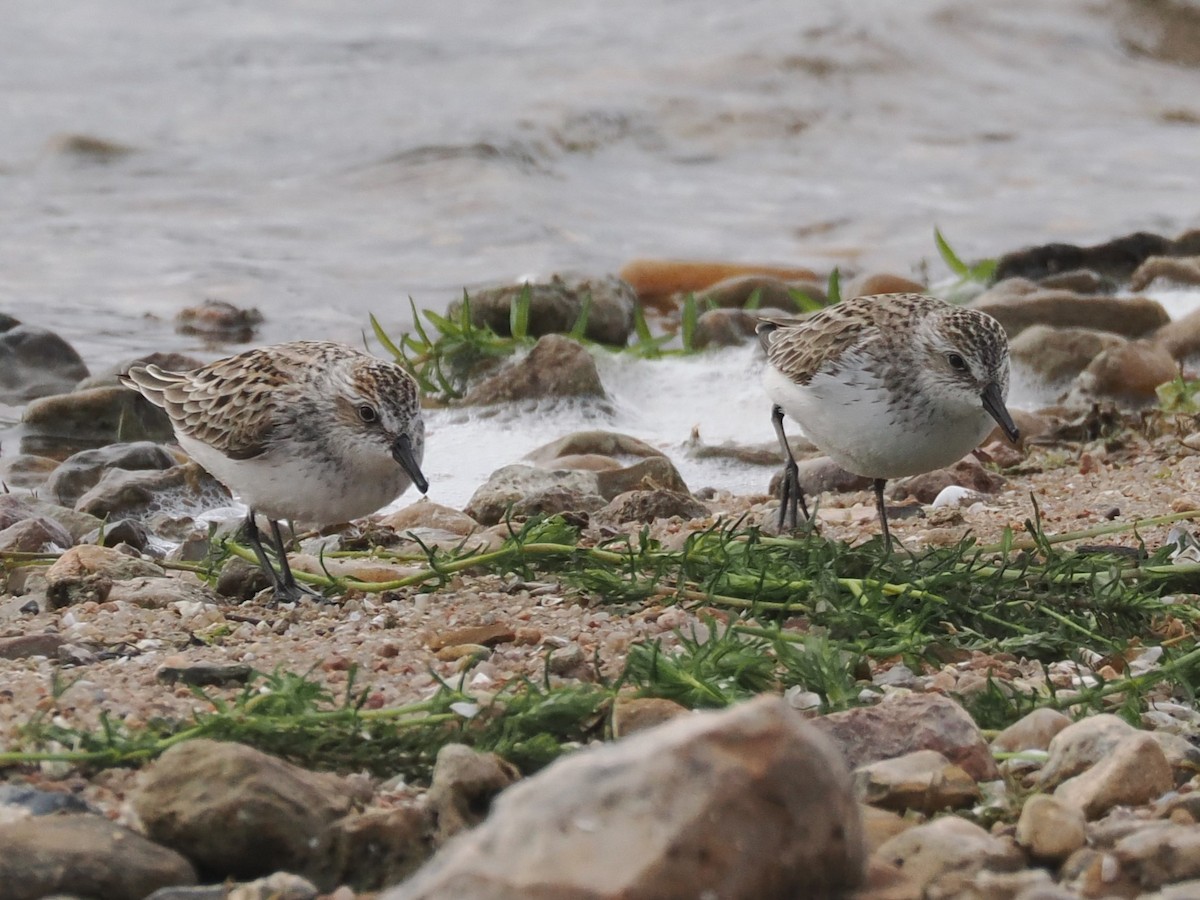 Semipalmated Sandpiper - ML617738735