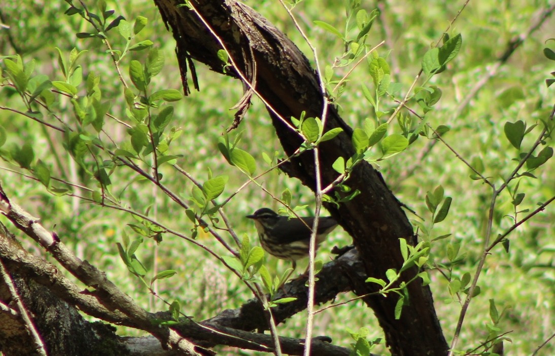 Louisiana Waterthrush - ML617738736