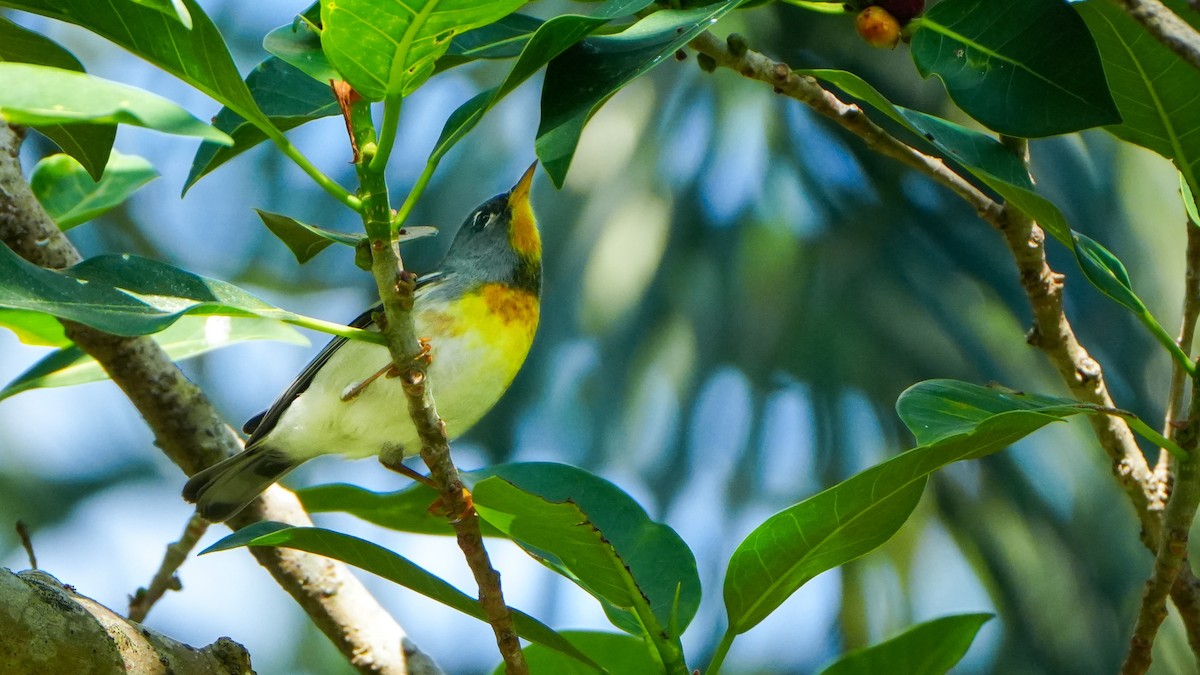 Northern Parula - ML617738740