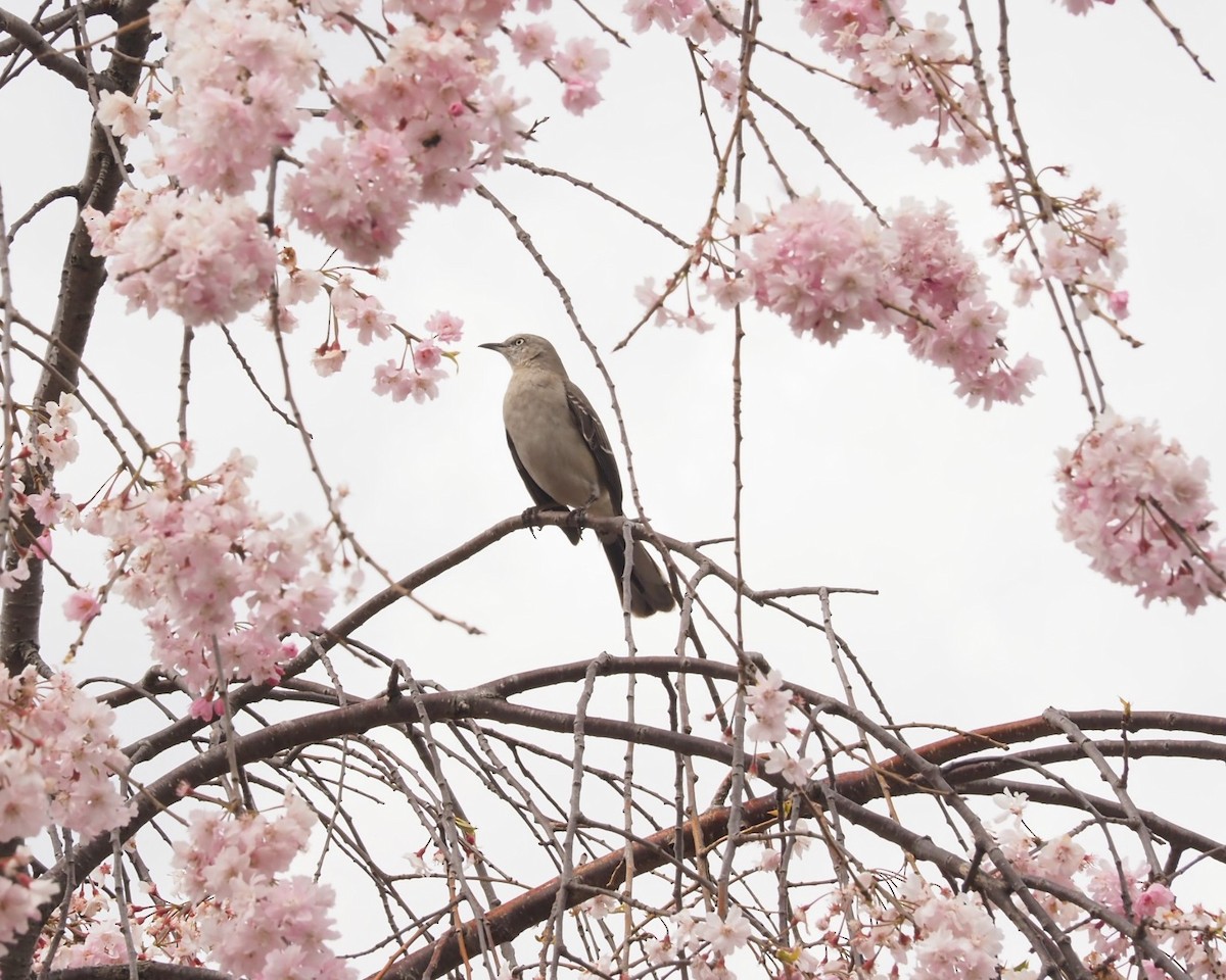 Northern Mockingbird - ML617738743