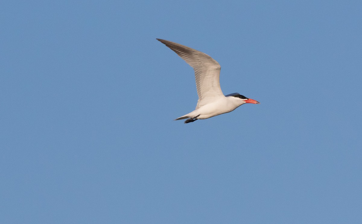 Caspian Tern - ML617738746