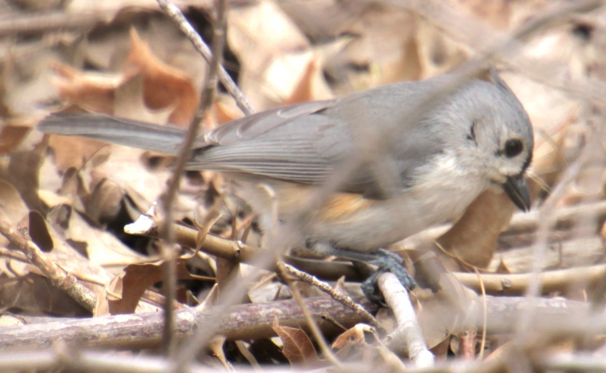 Tufted Titmouse - Samuel Harris