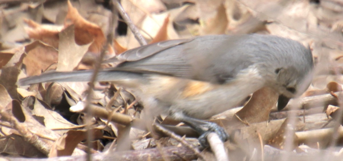 Tufted Titmouse - ML617738764