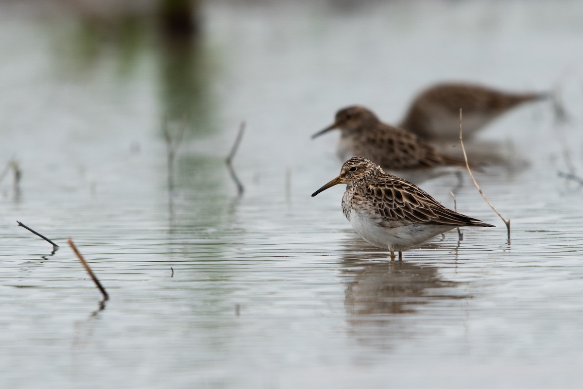 Pectoral Sandpiper - ML617738801