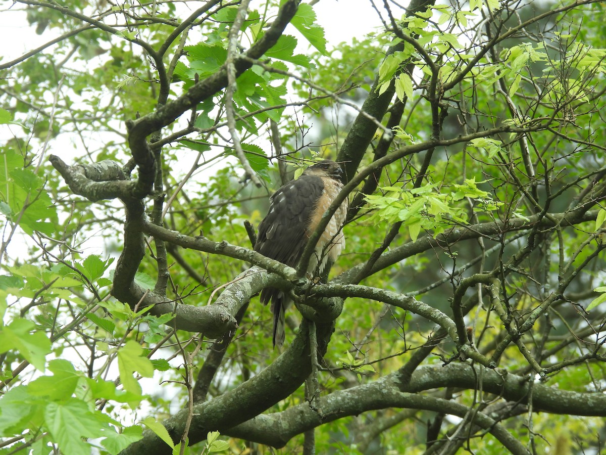 Sharp-shinned Hawk - Robert Ake