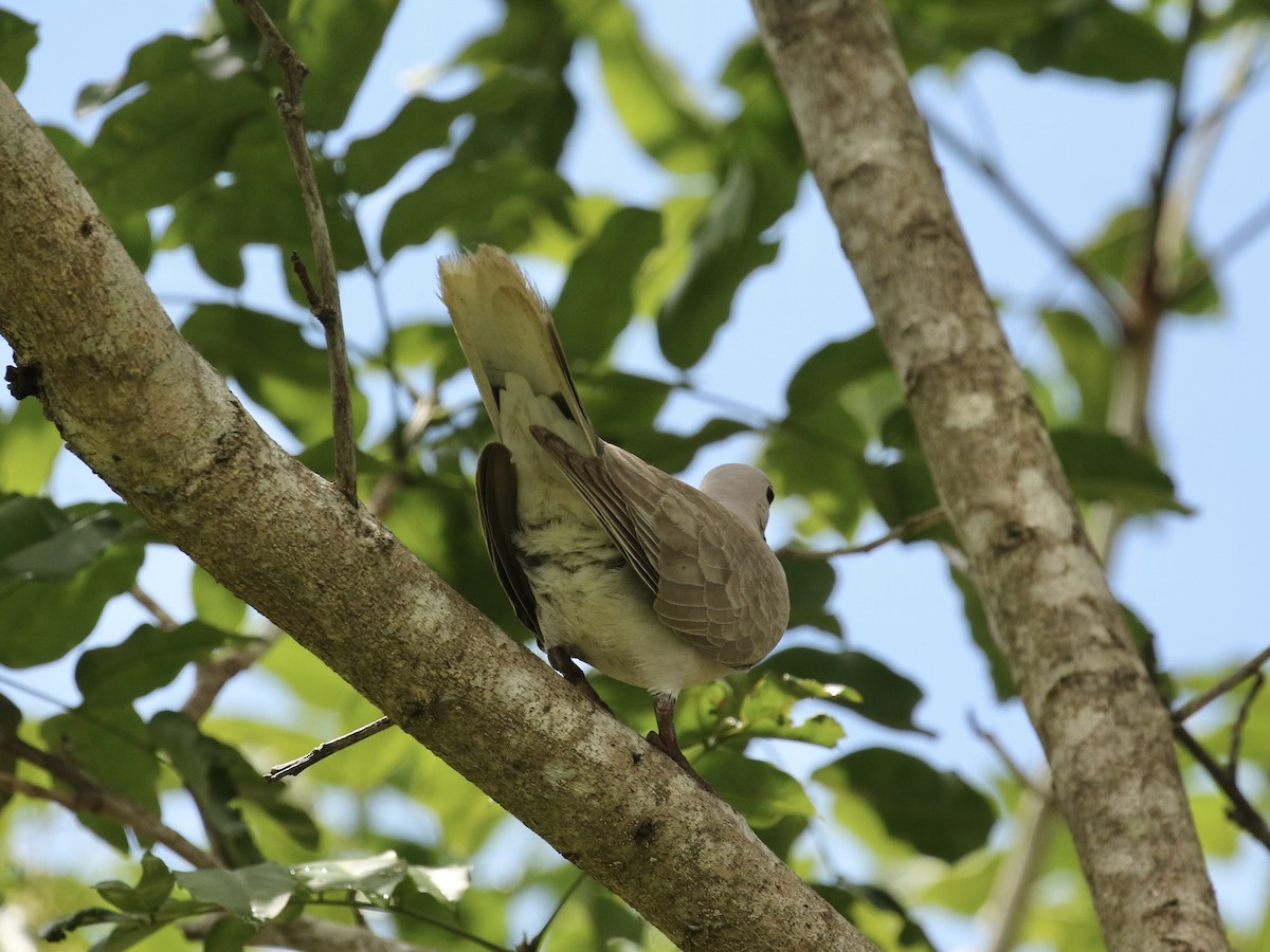 African Collared-Dove - Russ Morgan