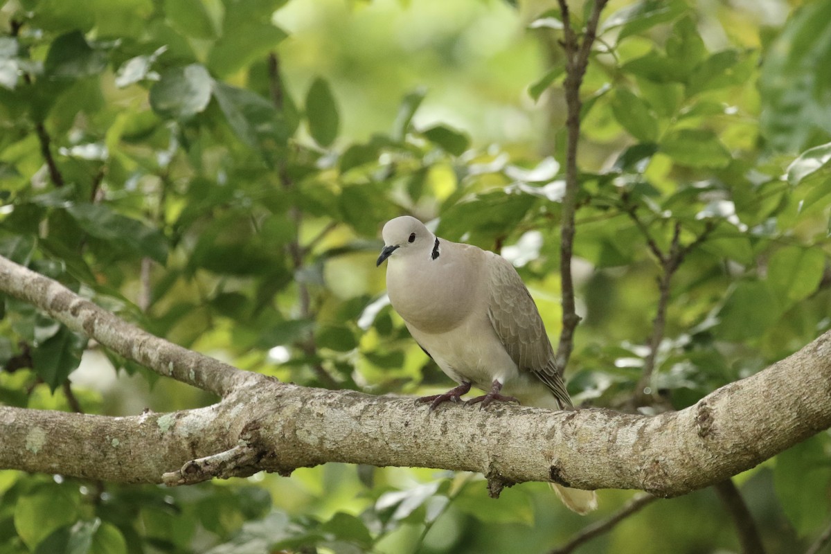 African Collared-Dove - Russ Morgan