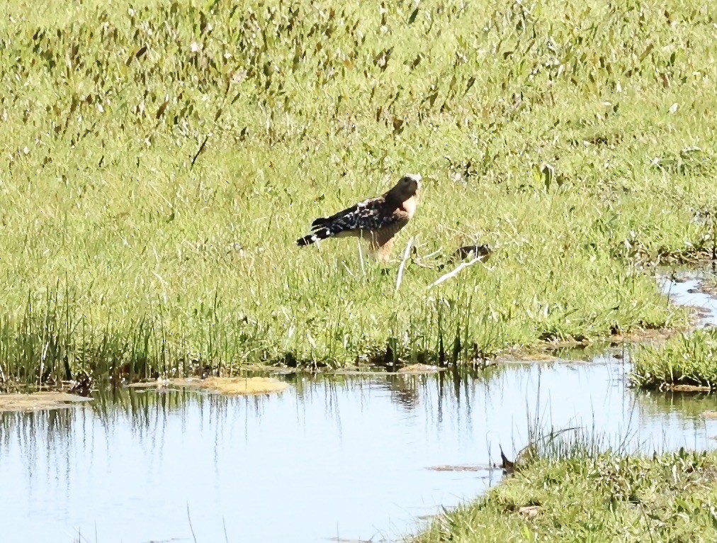 Red-shouldered Hawk - Millie and Peter Thomas