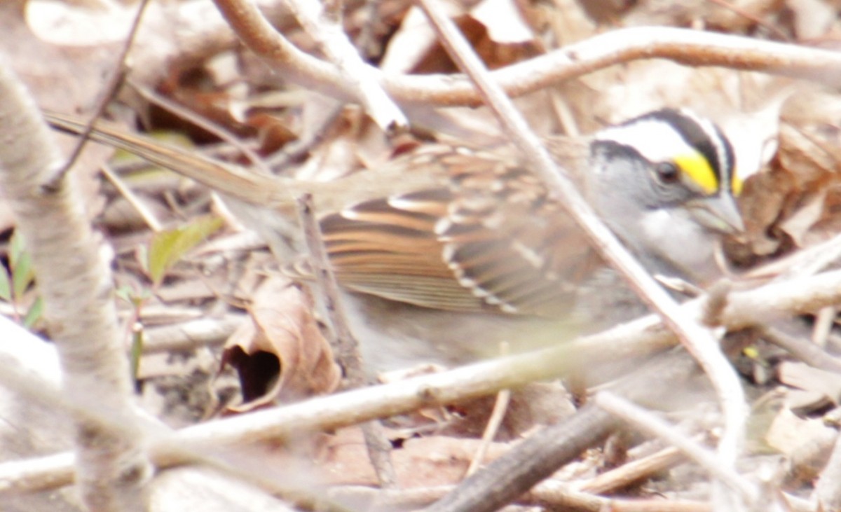 White-throated Sparrow - ML617738845