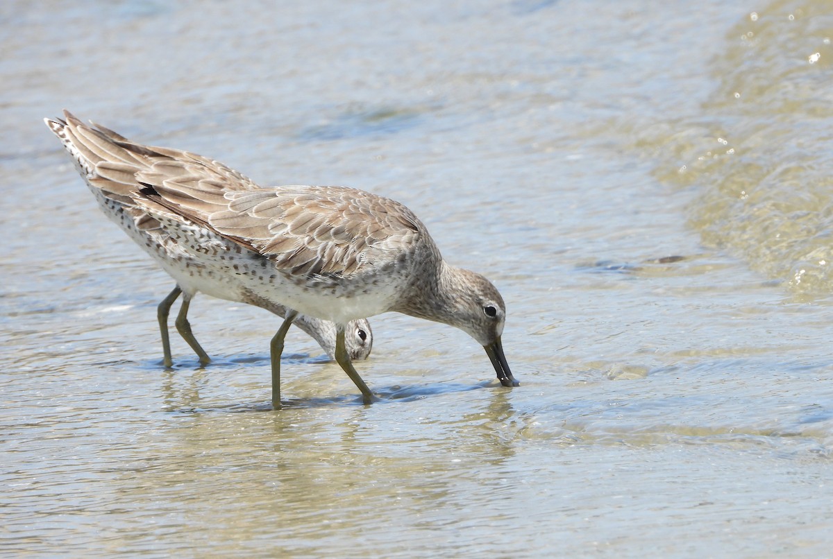 Short-billed Dowitcher - ML617738846