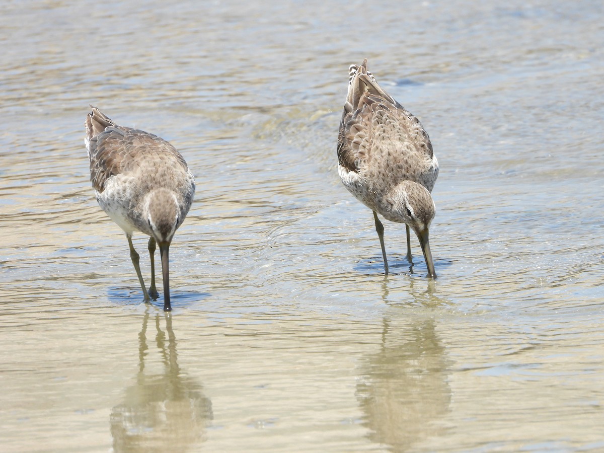 Short-billed Dowitcher - Mark Penkower