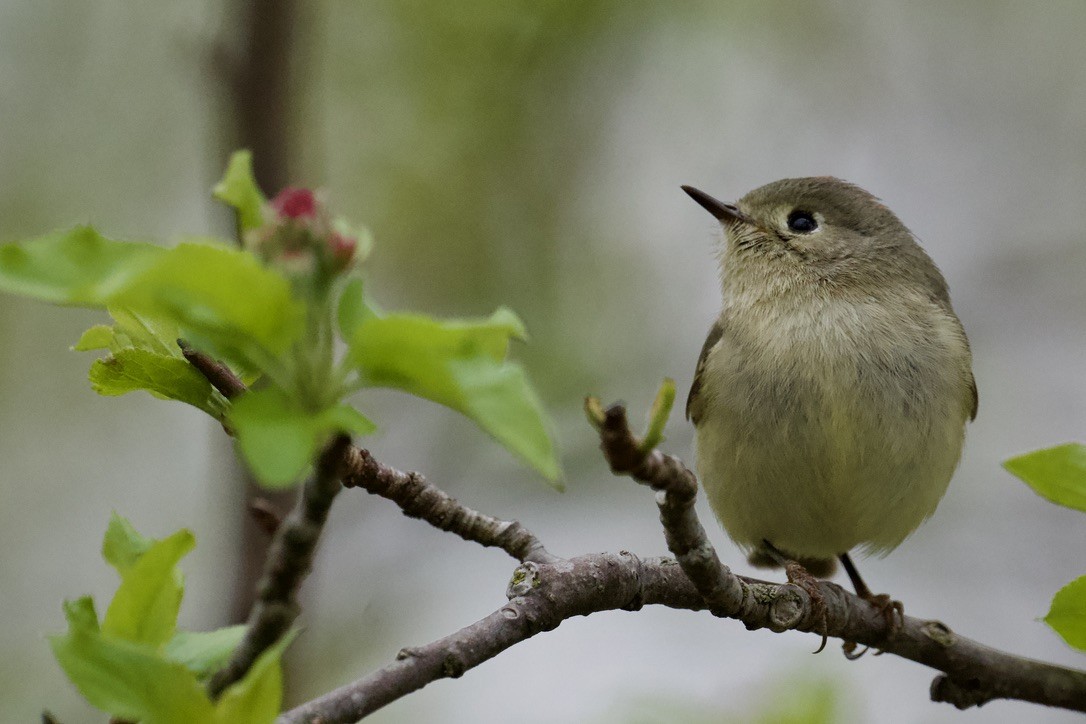 Ruby-crowned Kinglet - Shea Dettling