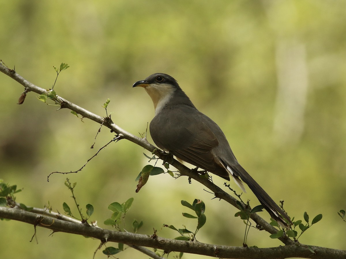 Mangrove Cuckoo - Russ Morgan