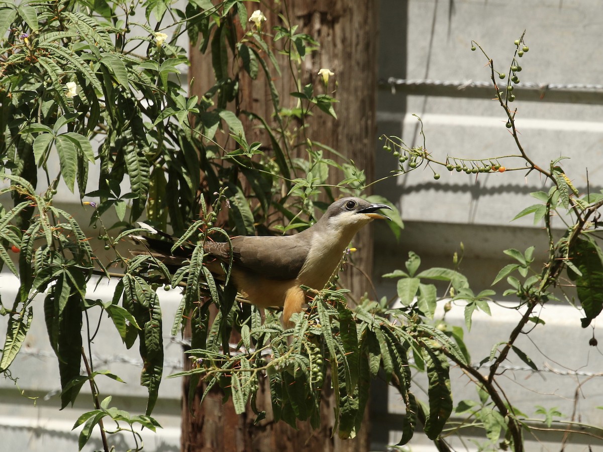 Mangrove Cuckoo - Russ Morgan