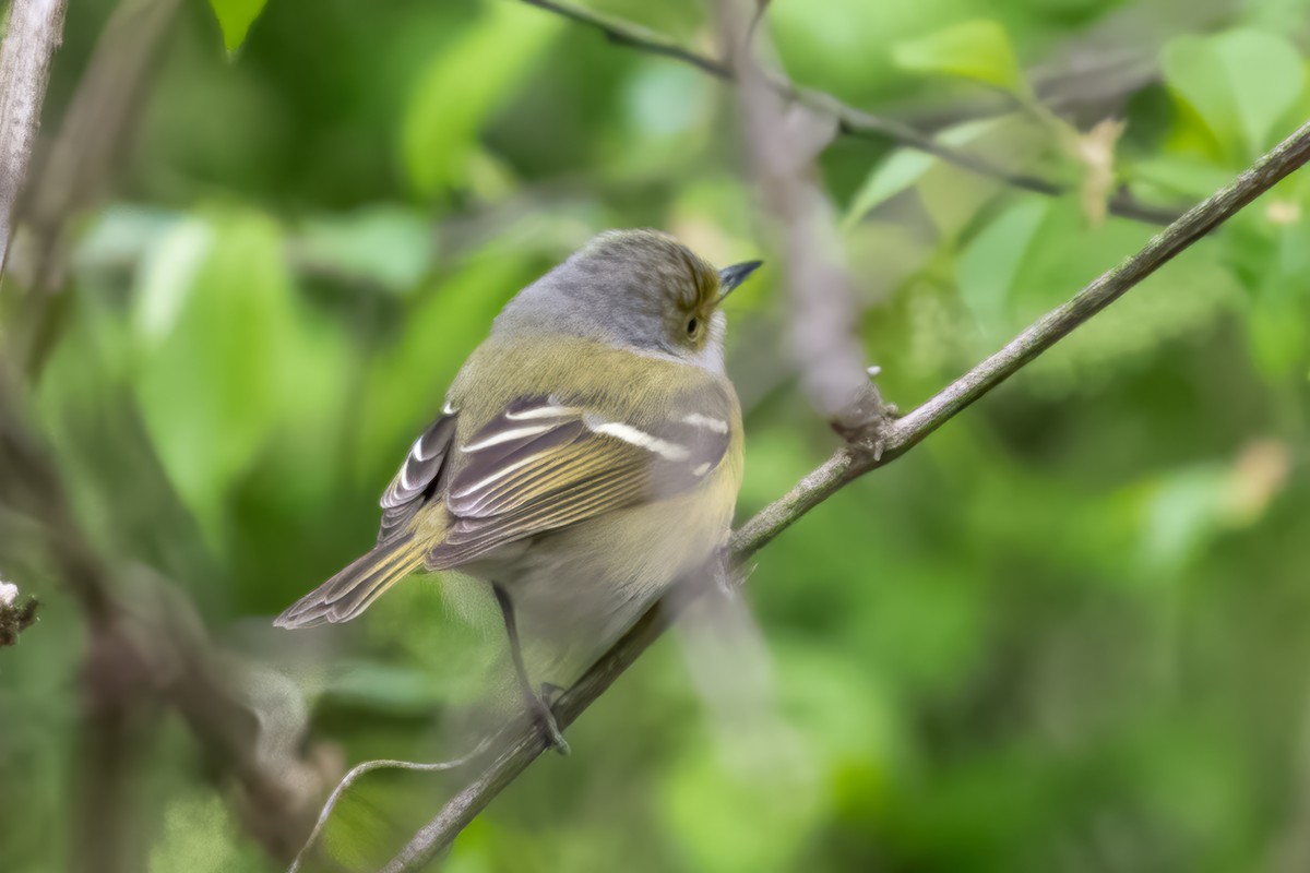 Ak Gözlü Vireo - ML617738895