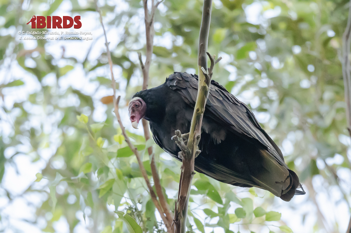 Turkey Vulture - ML617738901