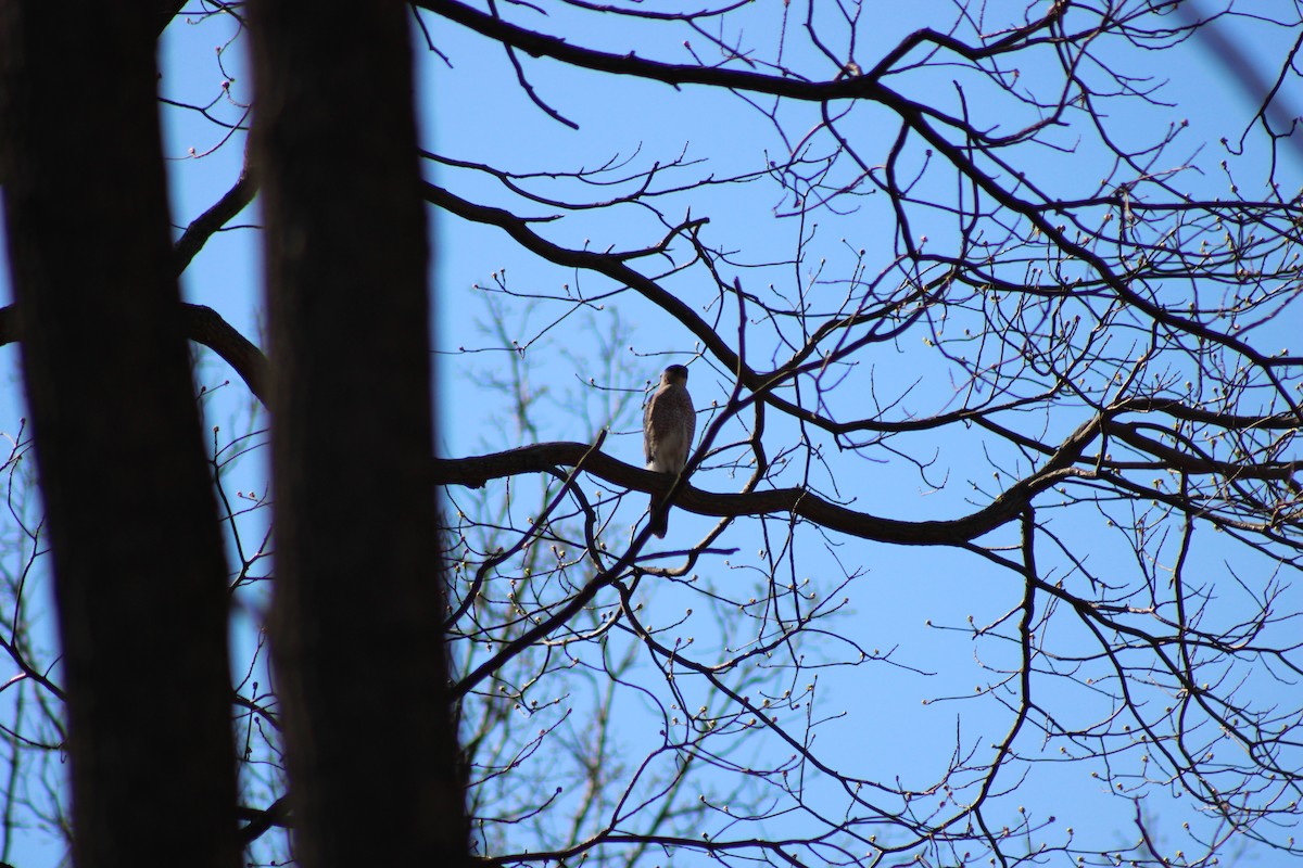 Cooper's Hawk - ML617738960