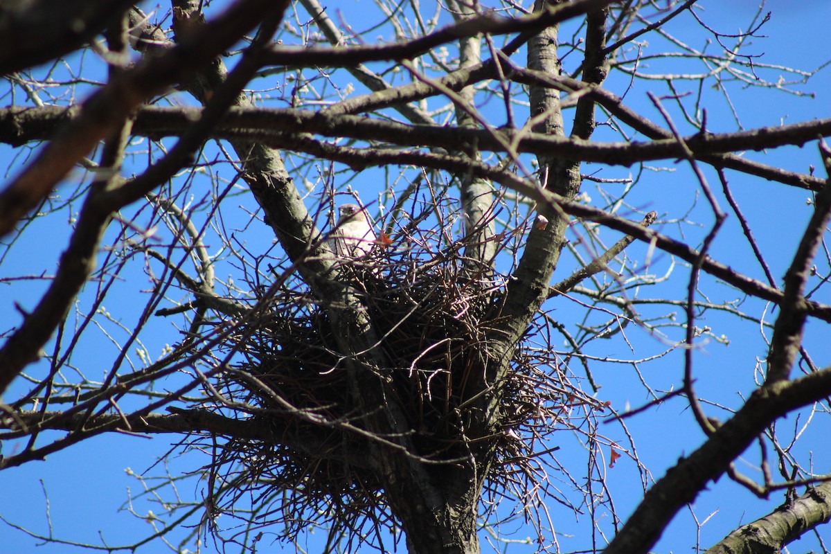 Cooper's Hawk - ML617738963