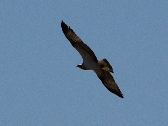 Águila Pescadora - ML617738974