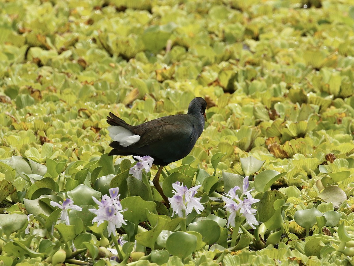 Purple Gallinule - Russ Morgan