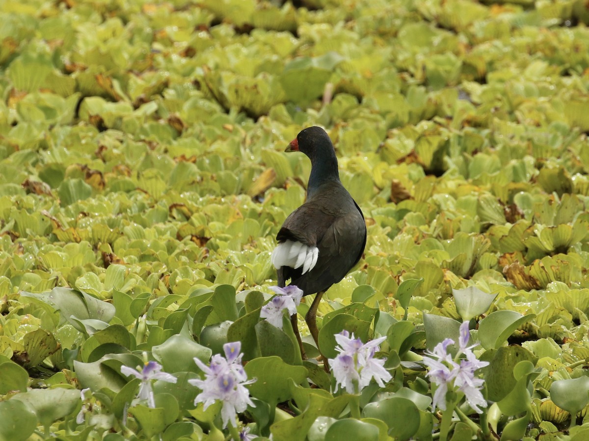 Purple Gallinule - Russ Morgan