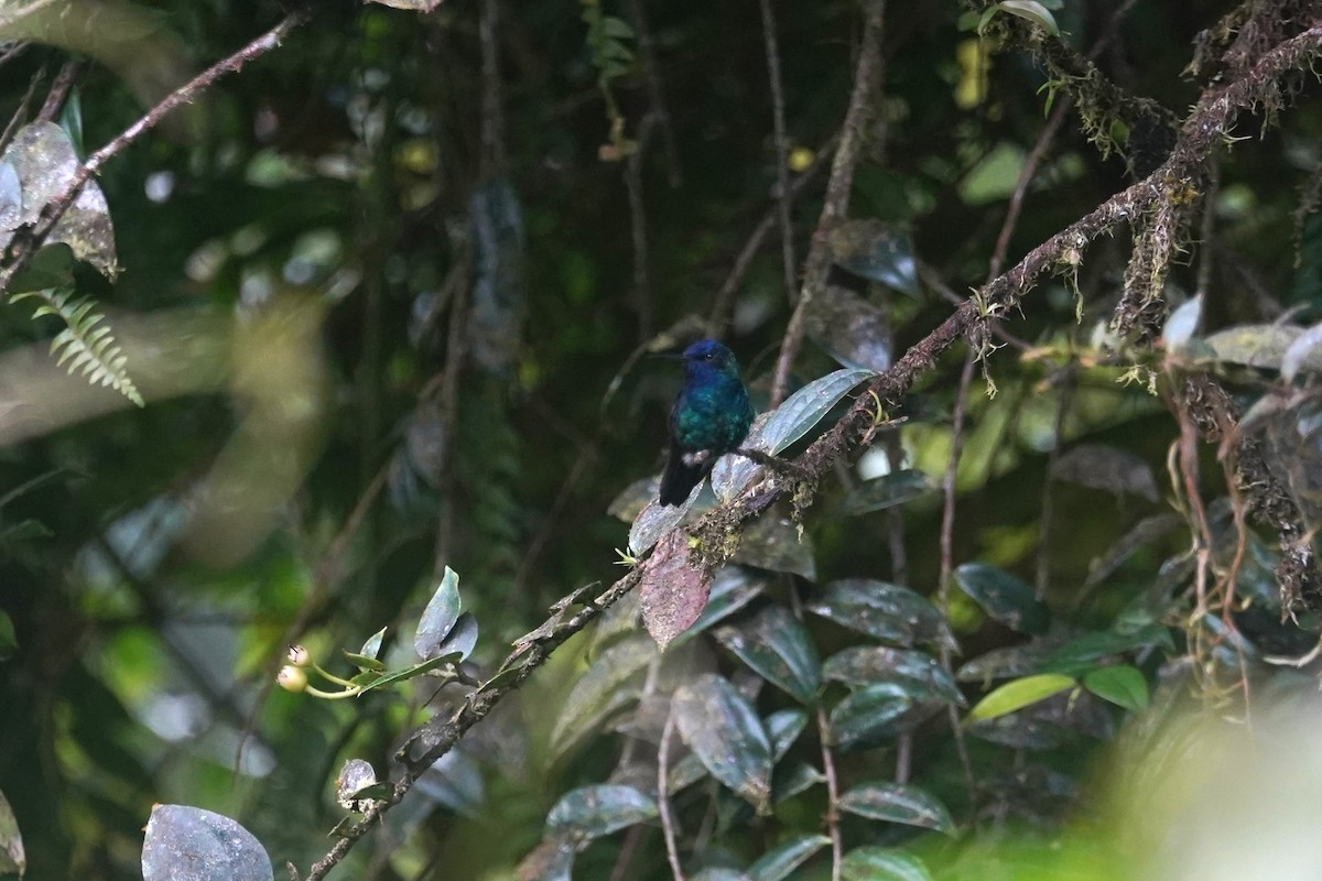 Colibri à tête bleue - ML617739002