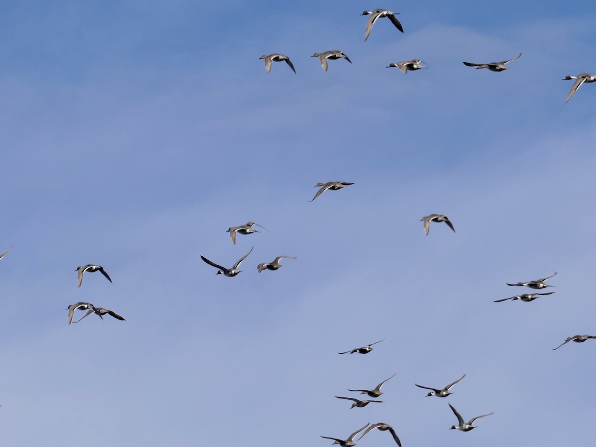 Northern Pintail - ML617739017