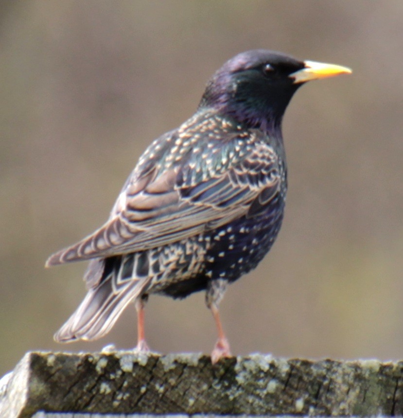 European Starling - ML617739025