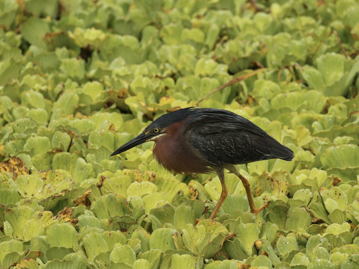 Green Heron - Russ Morgan