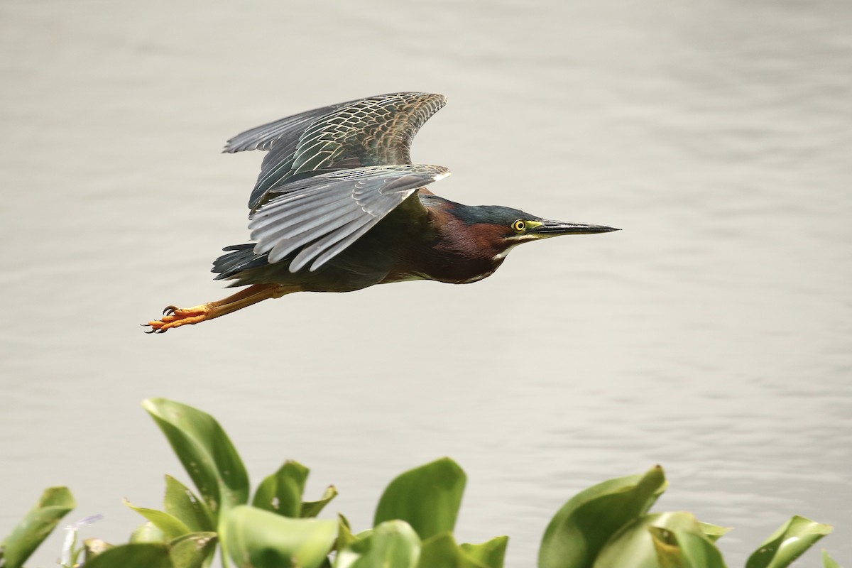 Green Heron - Russ Morgan