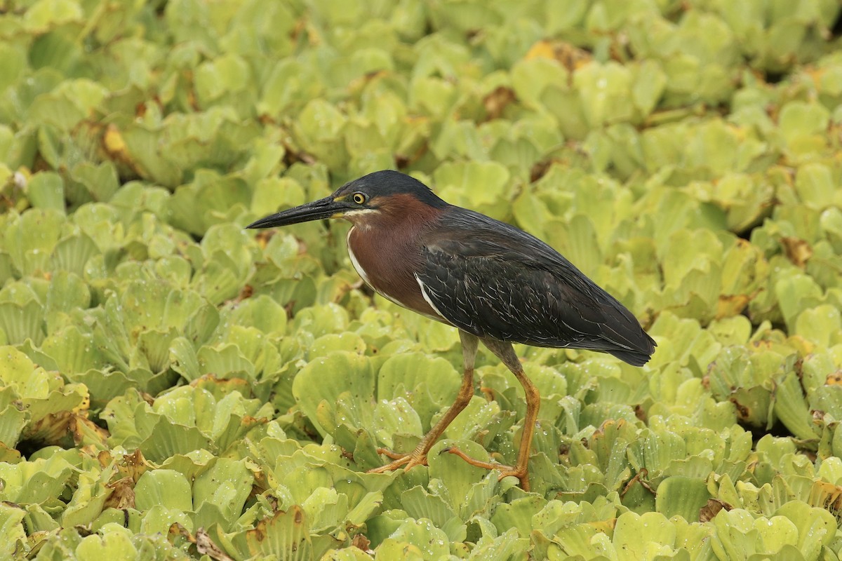 Green Heron - Russ Morgan