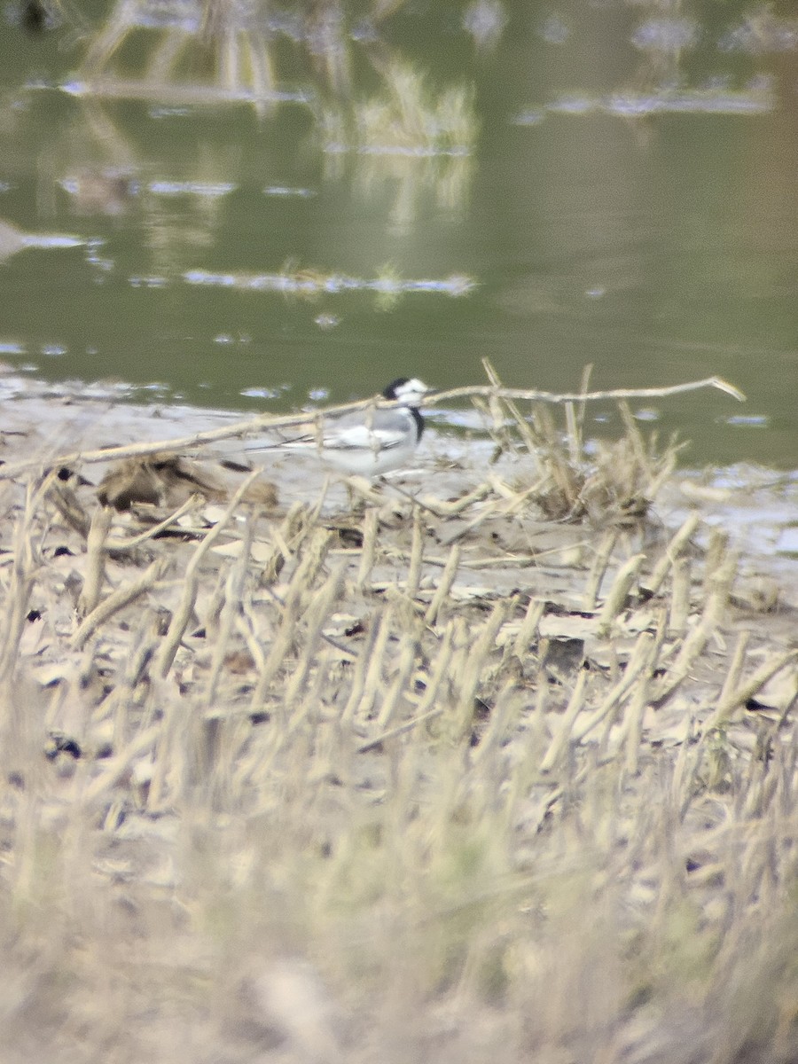 White Wagtail - ML617739070