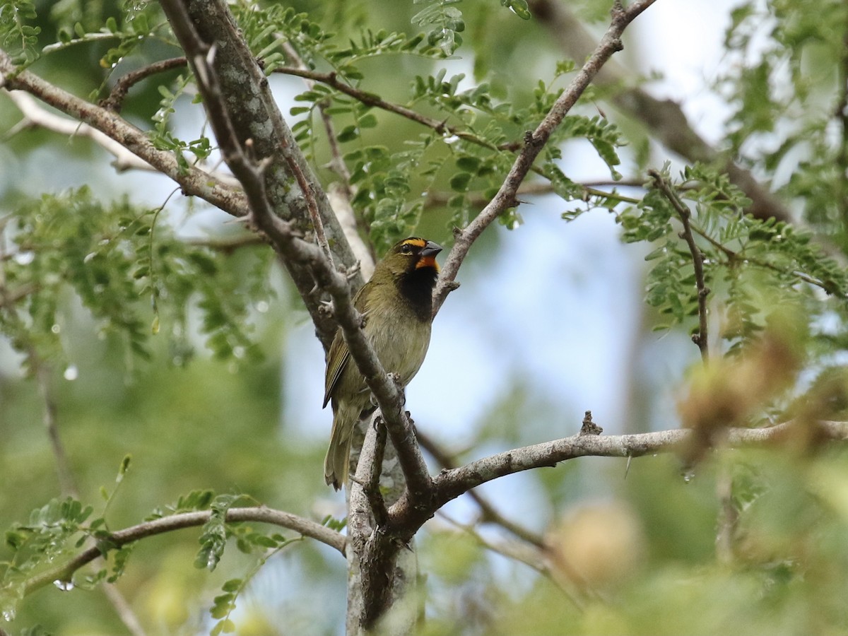 Yellow-faced Grassquit - Russ Morgan