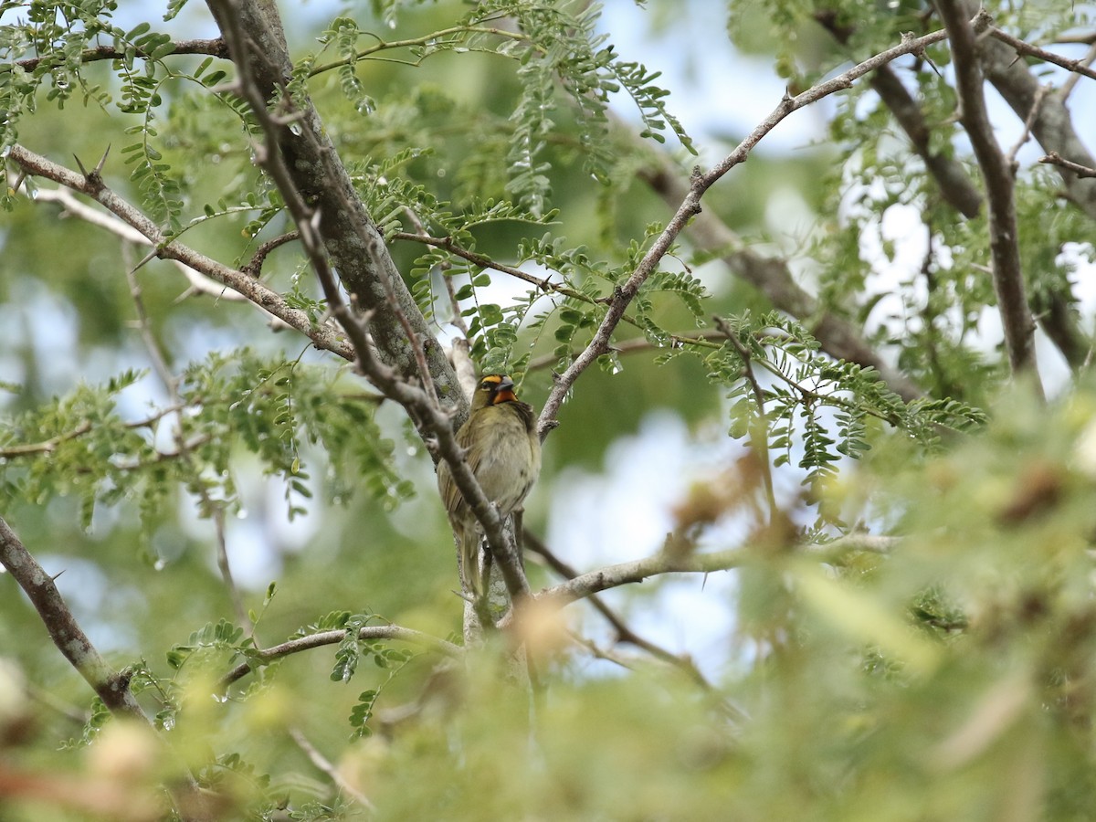 Yellow-faced Grassquit - Russ Morgan