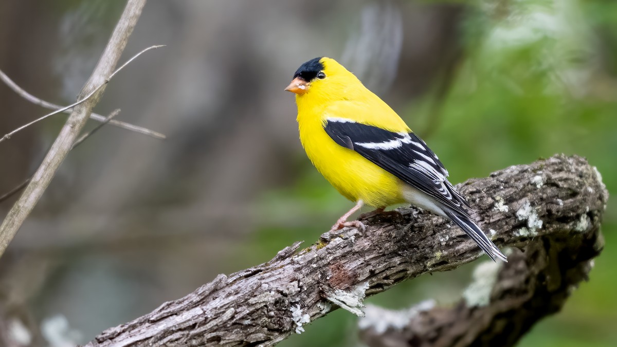 American Goldfinch - ML617739106