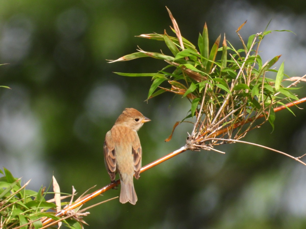 Passerin indigo - ML617739121