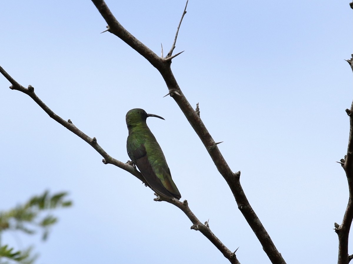 Puerto-Rico-Mangokolibri - ML617739139