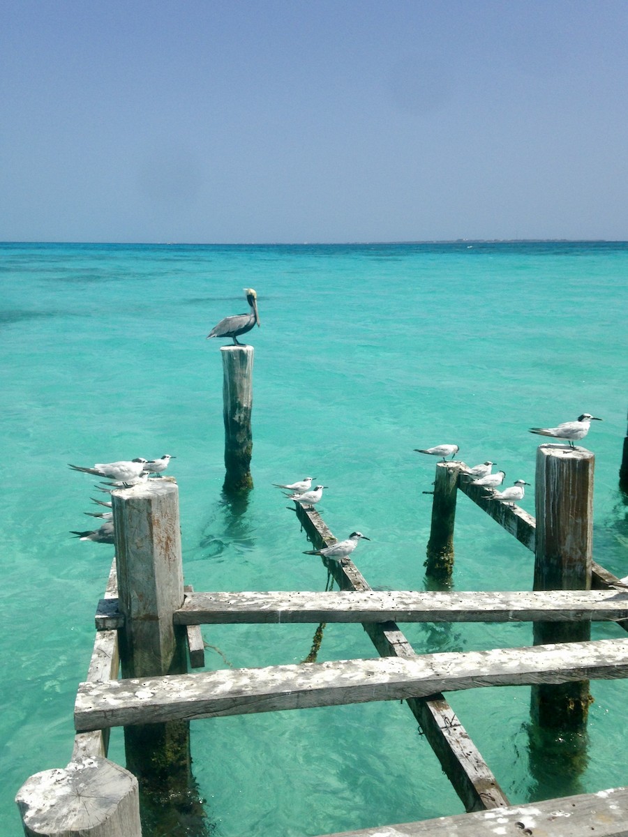 Brown Pelican - ML617739144