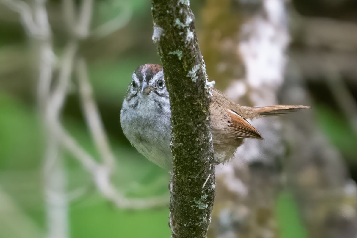 Swamp Sparrow - ML617739148