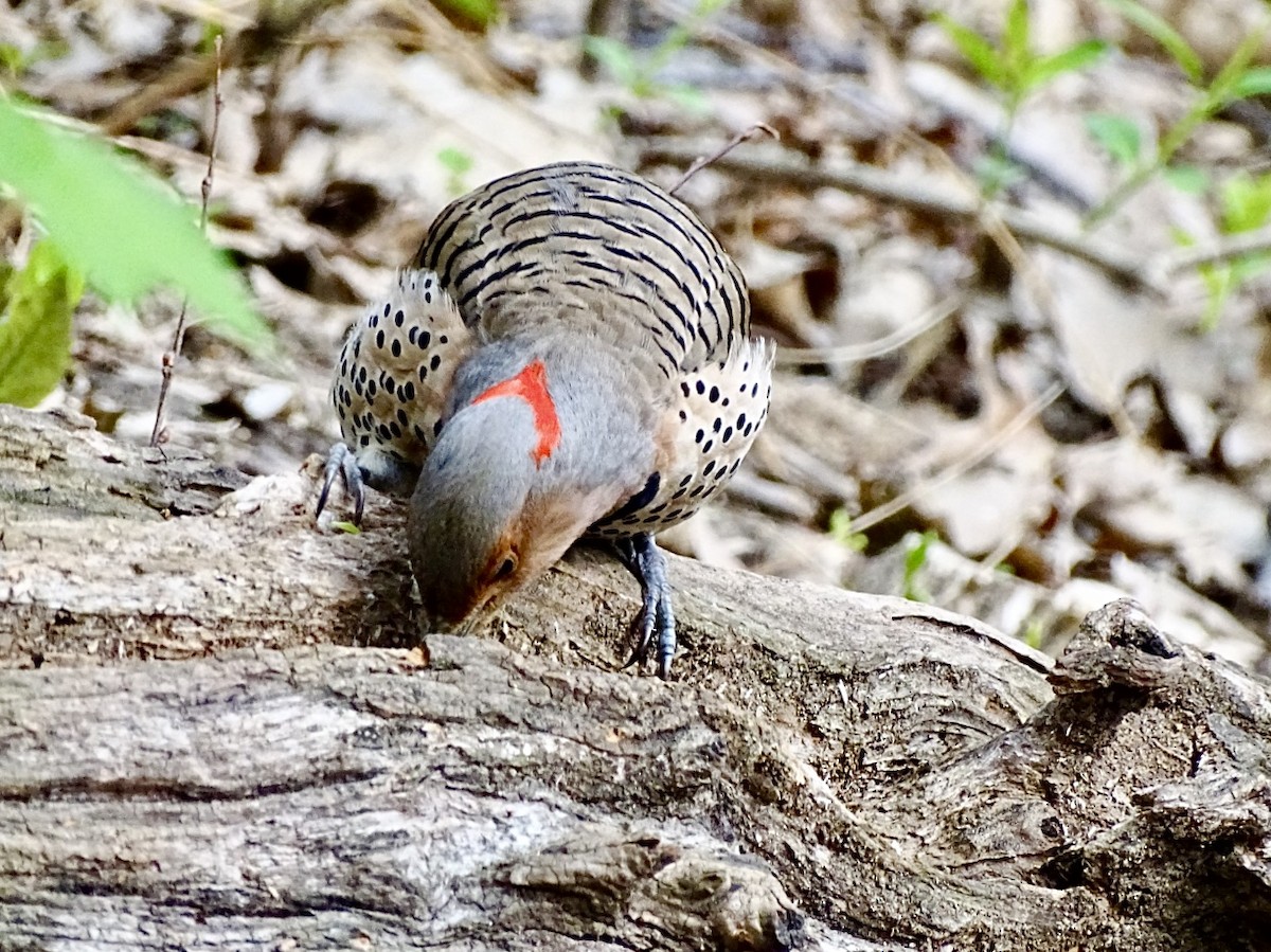 Northern Flicker (Yellow-shafted) - Janet Wooten