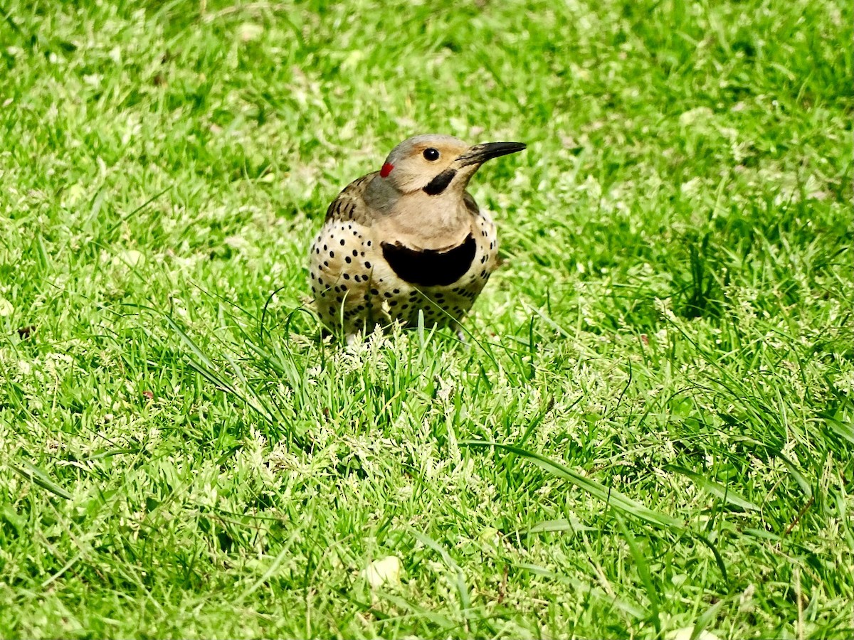 Northern Flicker (Yellow-shafted) - ML617739158