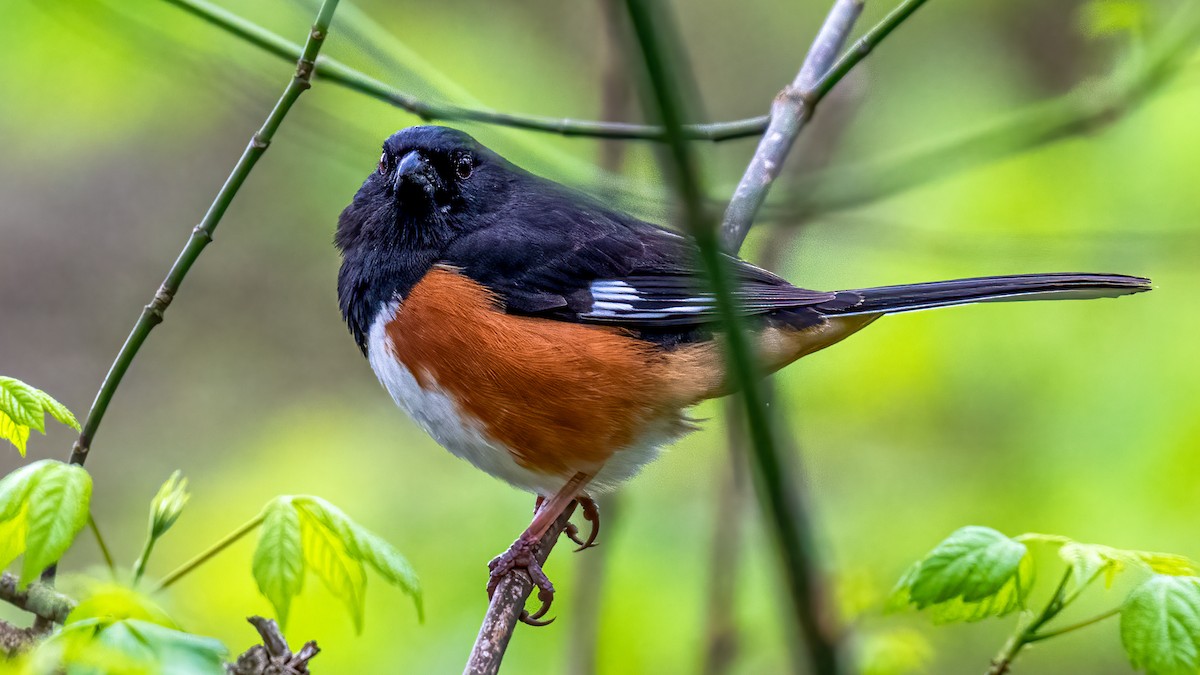 Eastern Towhee - ML617739186