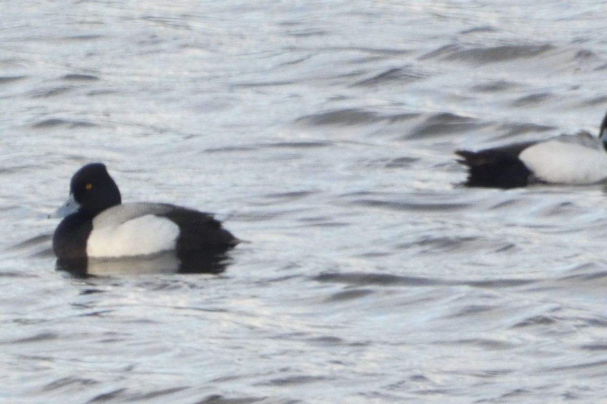 Lesser Scaup - ML617739193