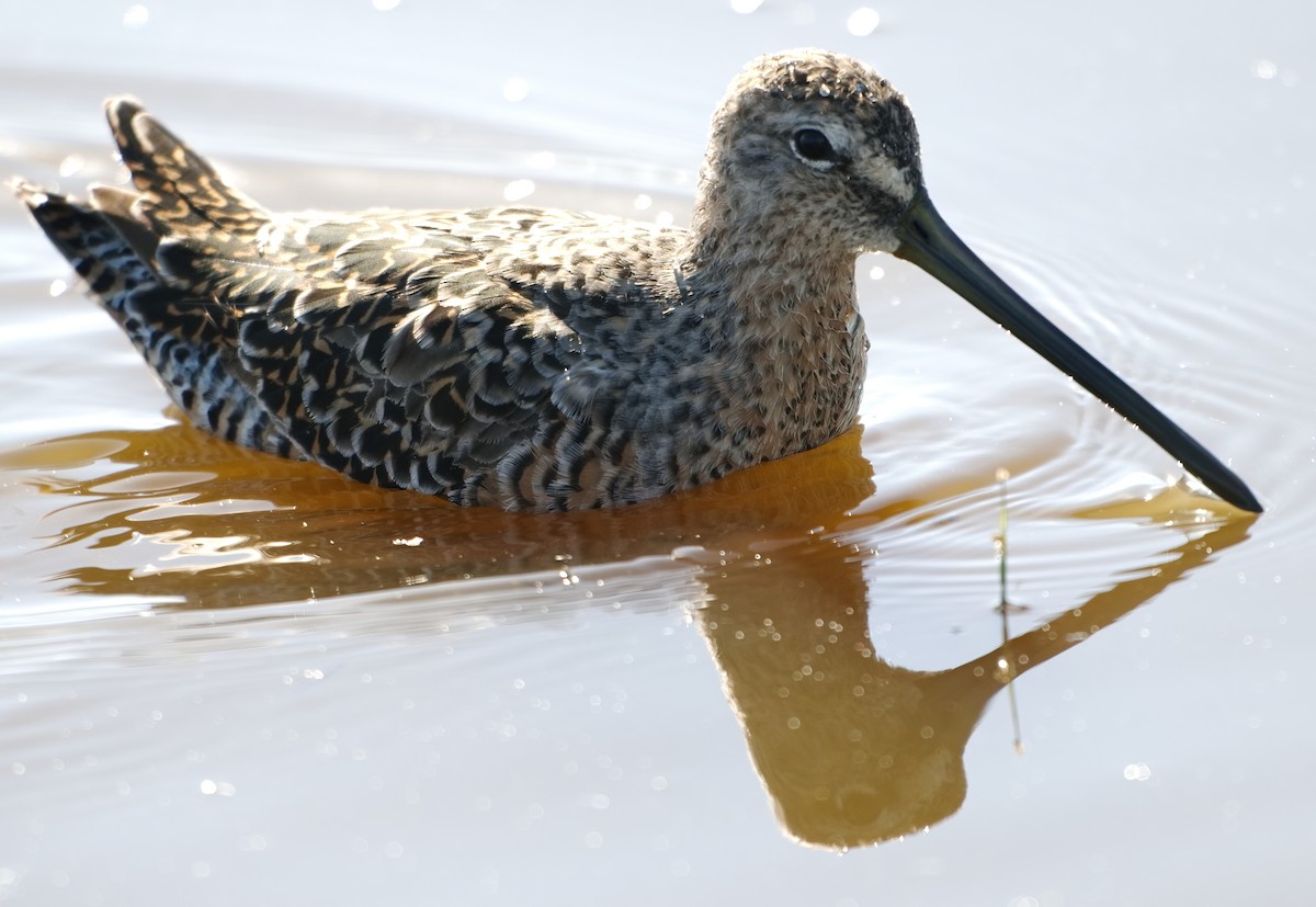Long-billed Dowitcher - DAB DAB