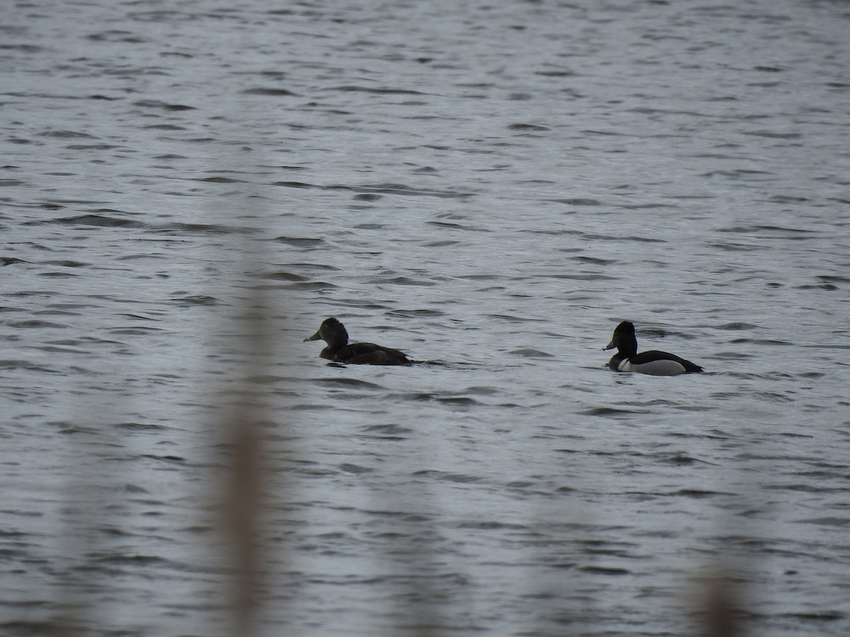 Ring-necked Duck - ML617739213