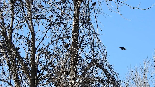 Red-winged Blackbird - ML617739234