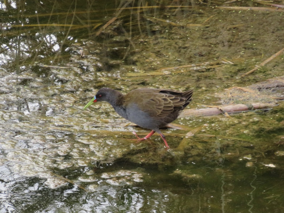 Plumbeous Rail - Josefina Costantino