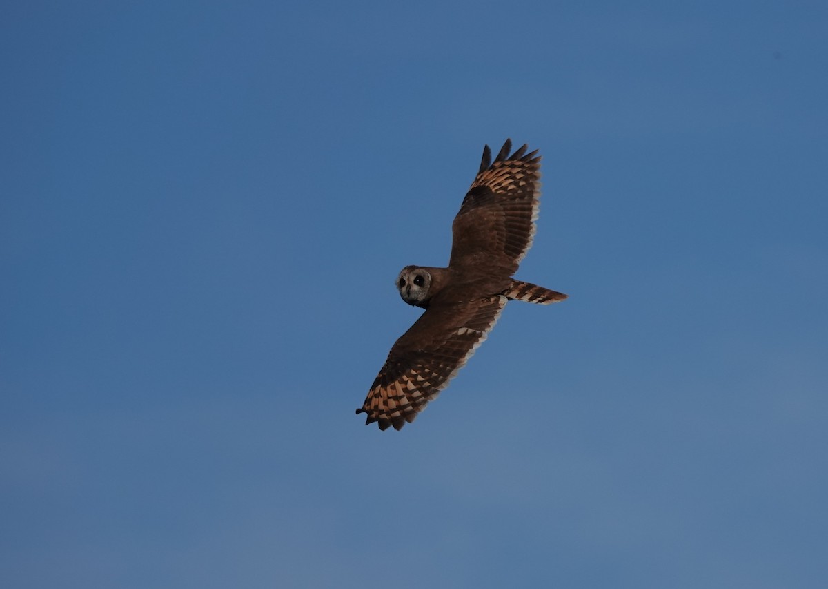 Marsh Owl - François Duchenne