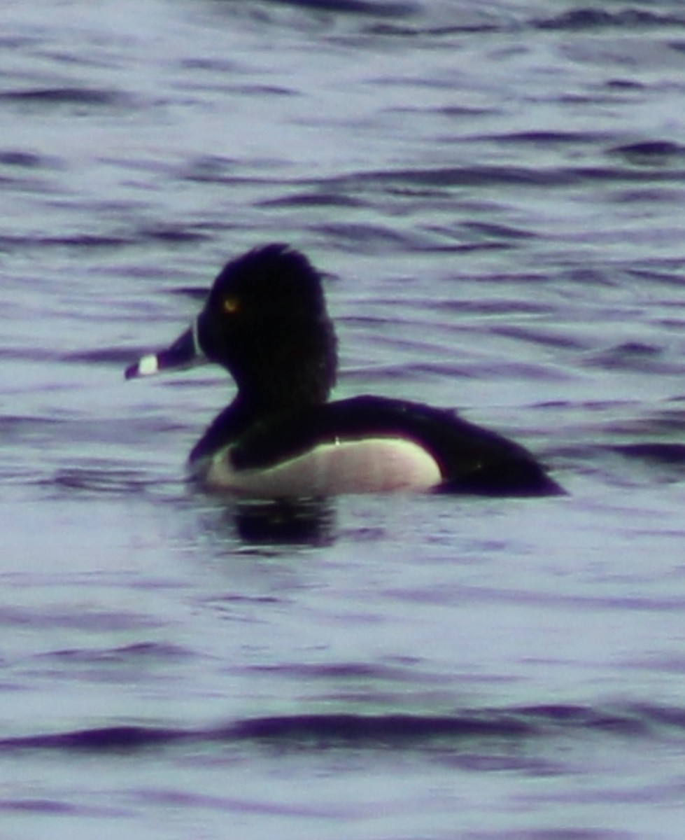 Ring-necked Duck - ML617739336